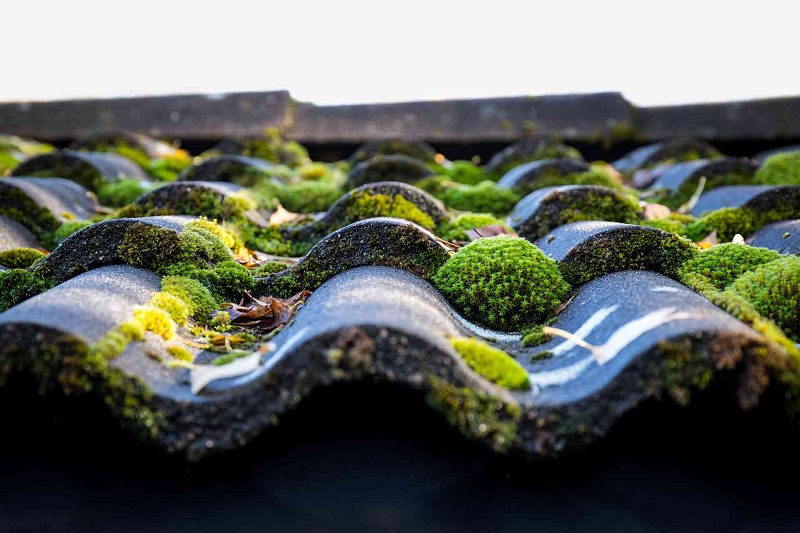 How to remove moss from your roof safely