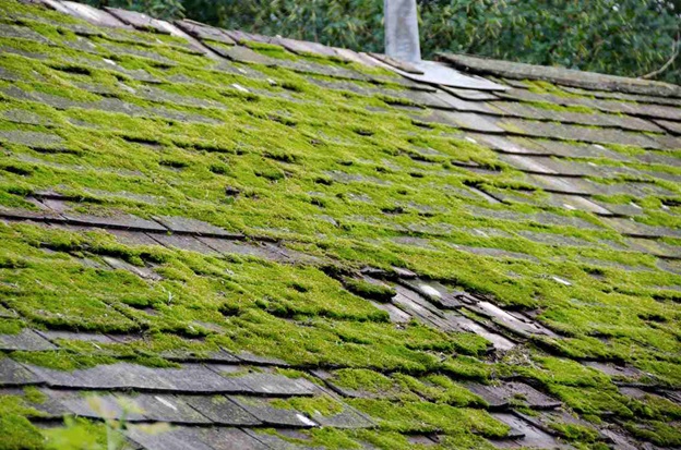 Safe moss removal methods you can do yourself