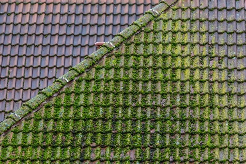 Why moss on a roof should not be ignored